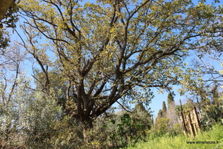 Querce sant Anna